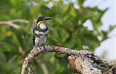 Green Kingfisher